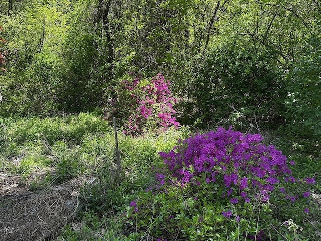 view of nature