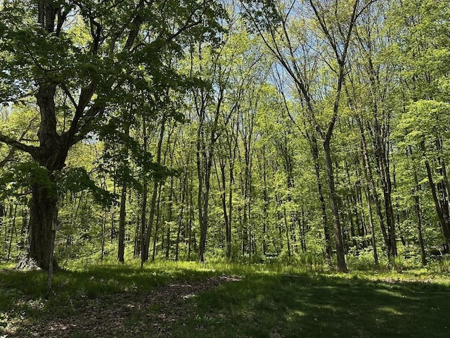 view of woods