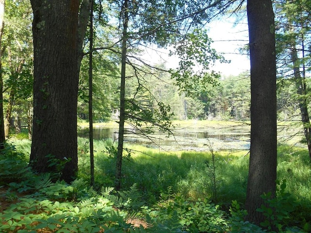 951 Dana Rd, Barre, MA 01005 - view of tree filled area