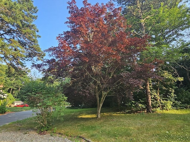 3 Kenneth St, Sandwich, MA 02537 - view of green lawn