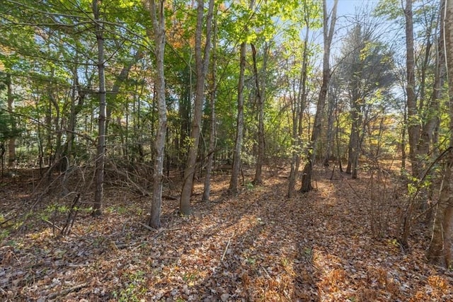 view of local wilderness