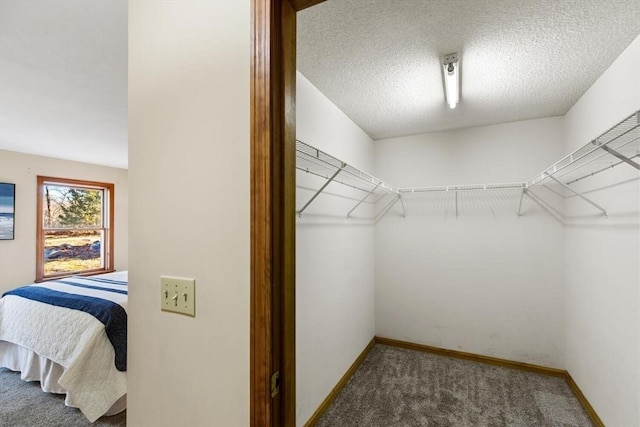 walk in closet with carpet floors