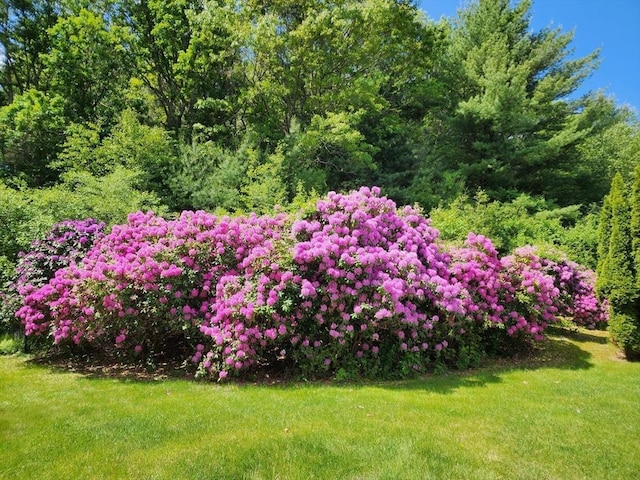 113 Sparrow Rd, Stoughton, MA 02072 - view of green lawn