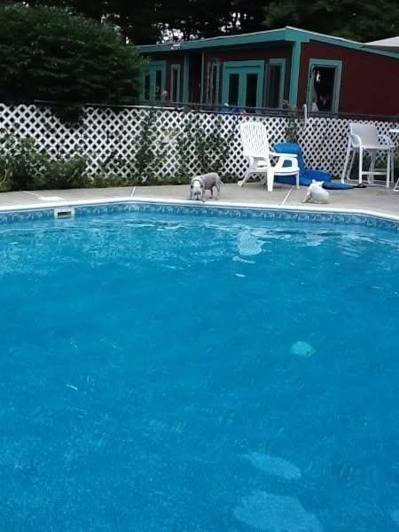 210 Plain Dr, Stoughton, MA 02072 - view of pool
