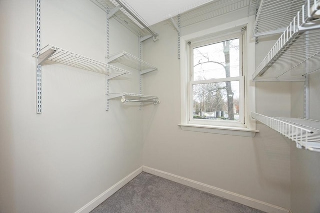 spacious closet featuring carpet flooring
