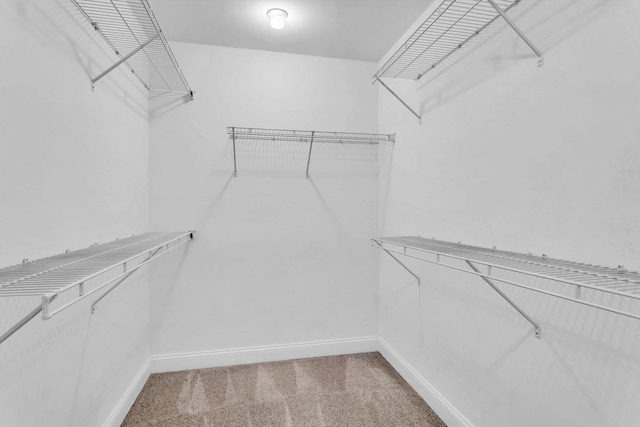 spacious closet featuring carpet flooring