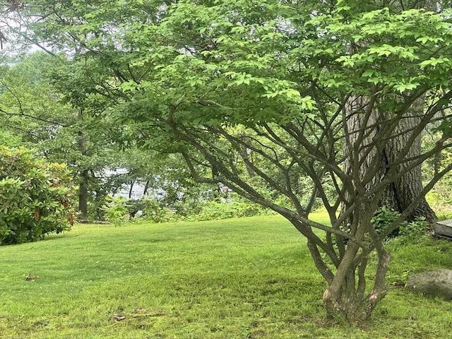 39 Cheever Rd, Malden, MA 02148 - view of grassy yard