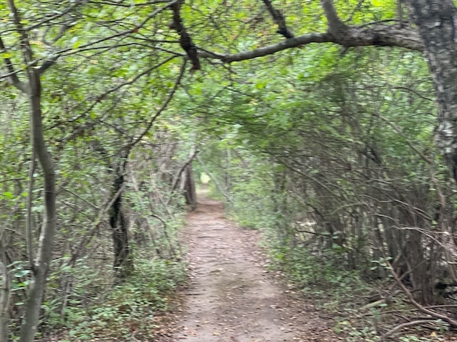 view of local wilderness