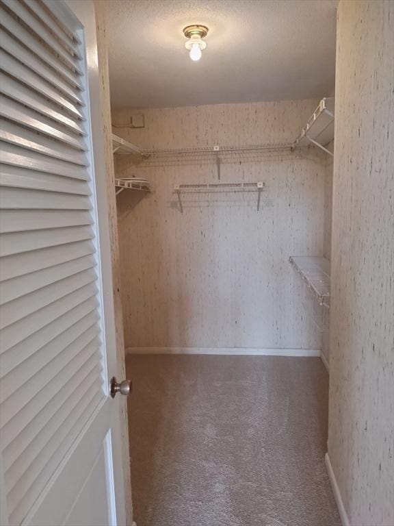 spacious closet featuring carpet