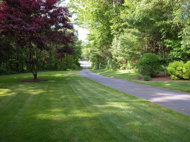 view of community with a yard