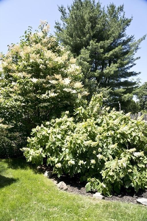 58 Lakeshore Ave, Beverly, MA 01915 - view of yard