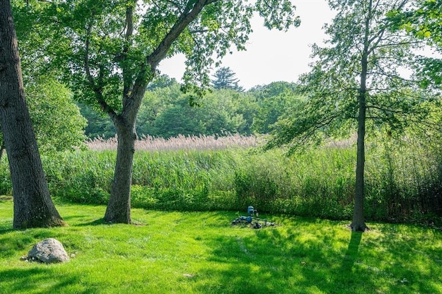 13 Laura Ln, Norton, MA 02766 - view of green lawn with a wooded view