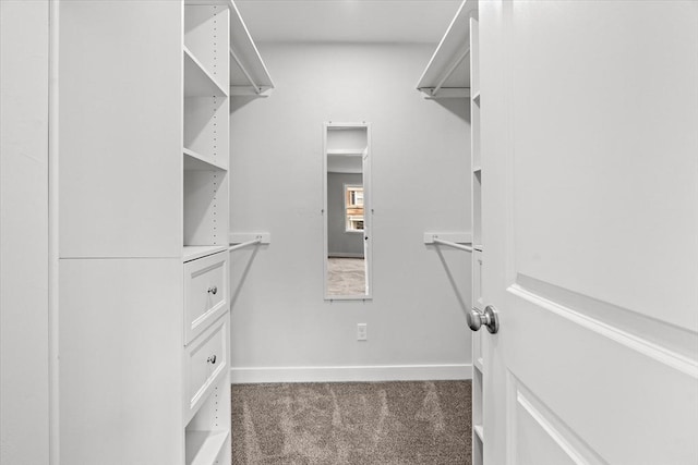 spacious closet featuring carpet floors