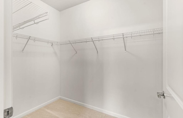 walk in closet featuring carpet flooring