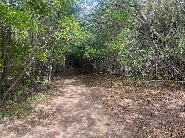 view of local wilderness