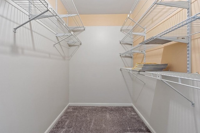 walk in closet featuring carpet floors