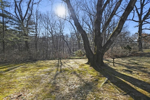 view of yard featuring a forest view