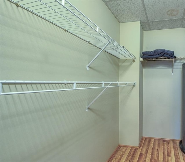 spacious closet with a paneled ceiling and hardwood / wood-style floors