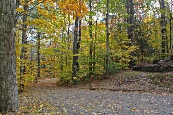 view of local wilderness