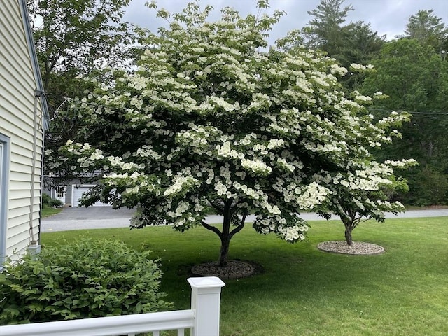 6 Jeffrey Ln, Freetown, MA 02702 - view of green lawn