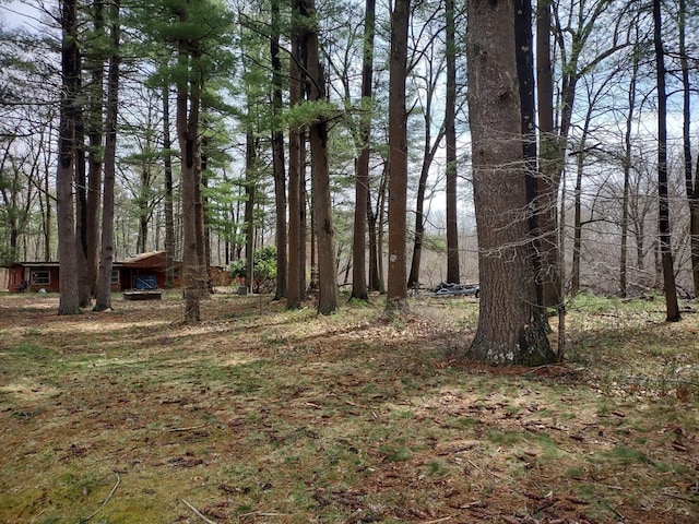 view of local wilderness