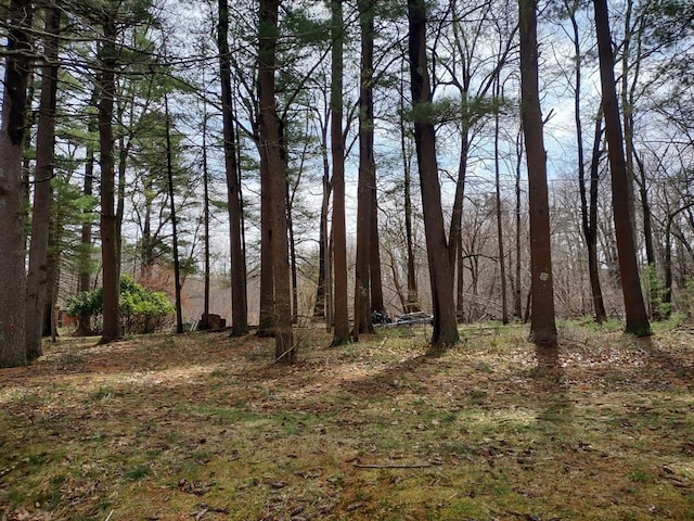 view of local wilderness