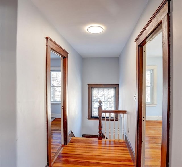 hallway featuring hardwood / wood-style flooring and a wealth of natural light