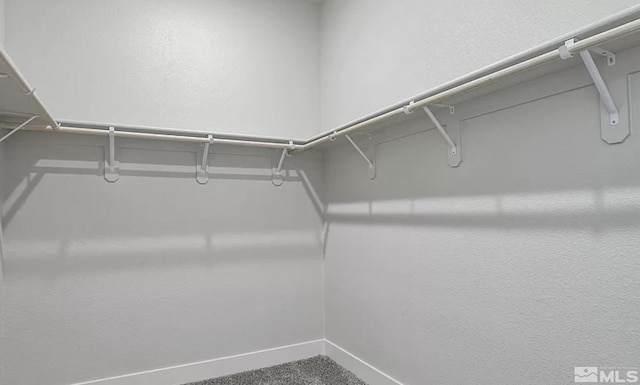 spacious closet featuring carpet