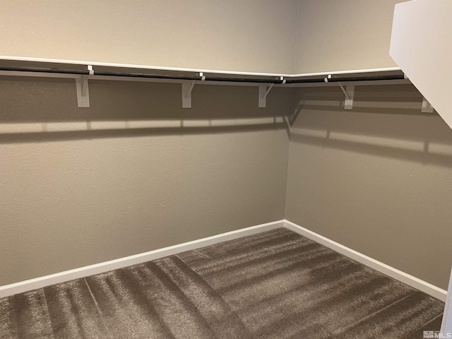 walk in closet featuring carpet flooring