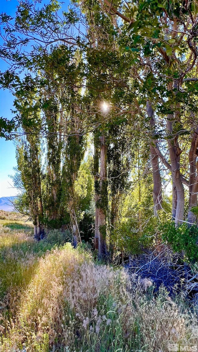 view of local wilderness