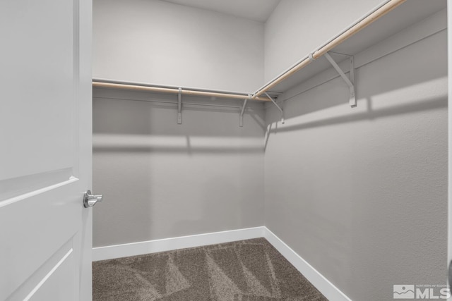 walk in closet with carpet floors