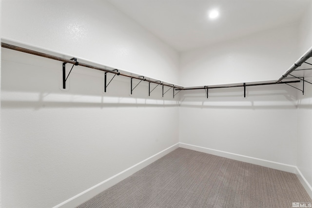 walk in closet with carpet floors