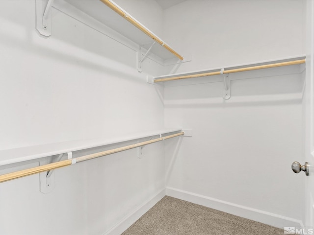 walk in closet featuring carpet