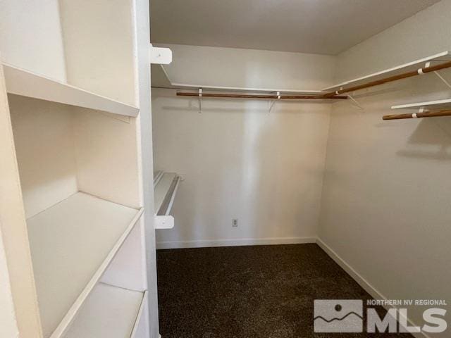 spacious closet featuring carpet