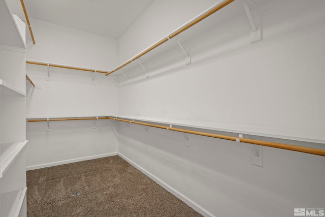 spacious closet featuring carpet