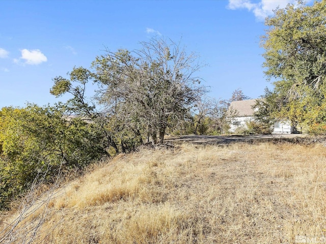 view of local wilderness