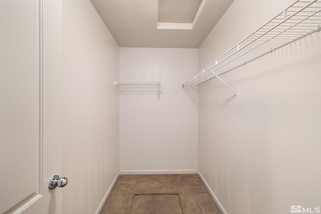 spacious closet featuring carpet flooring