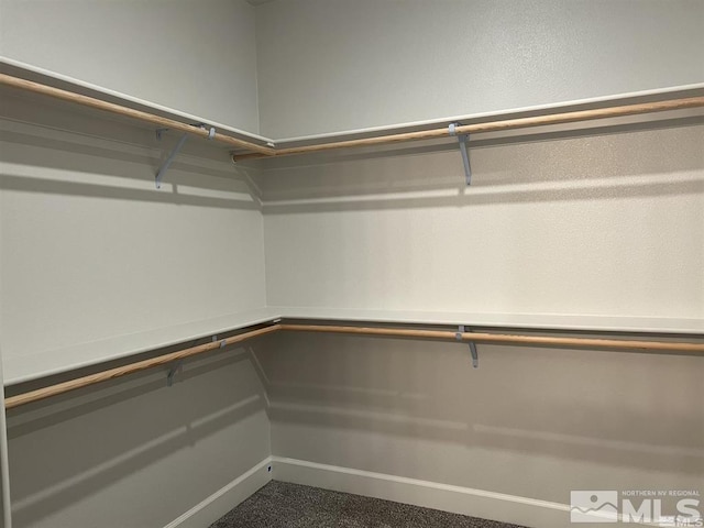 spacious closet featuring carpet flooring