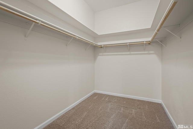 spacious closet featuring carpet flooring