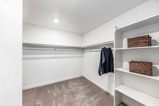 spacious closet featuring carpet floors