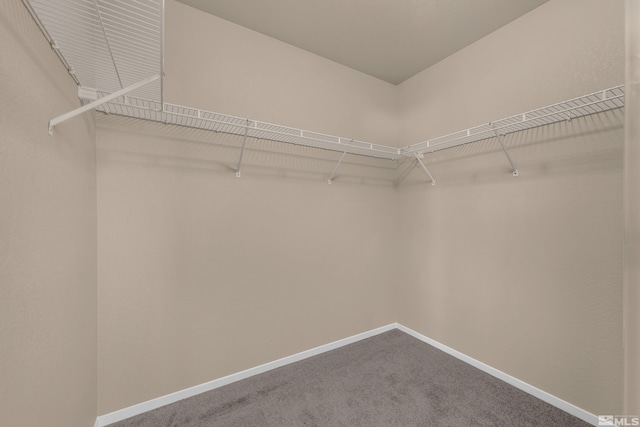 spacious closet with carpet floors