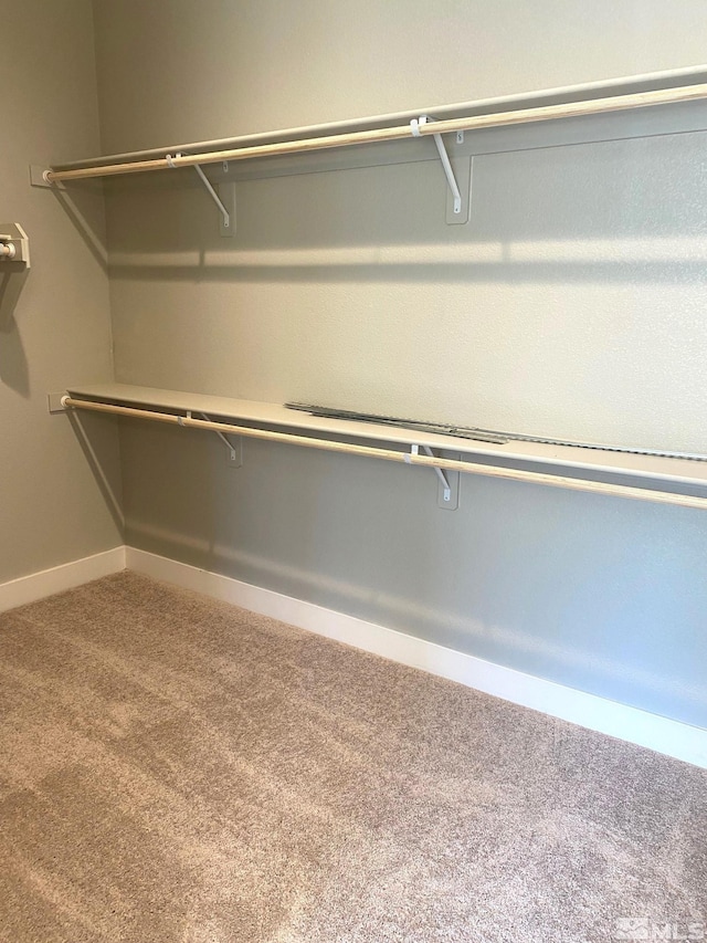 spacious closet featuring carpet floors