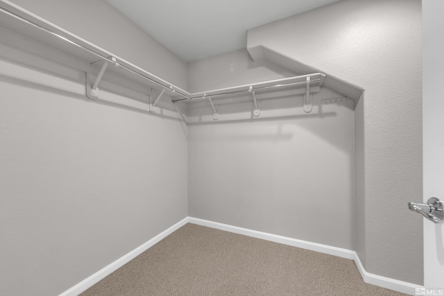 spacious closet featuring carpet