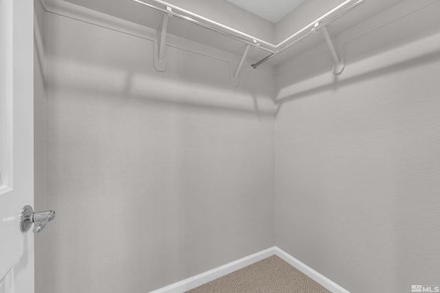 walk in closet with carpet floors