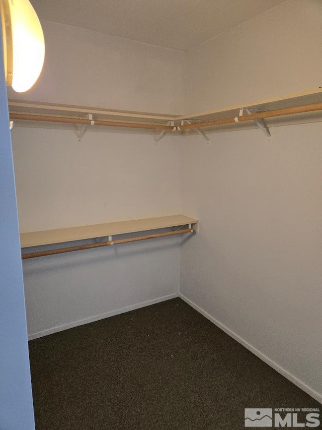 spacious closet featuring carpet