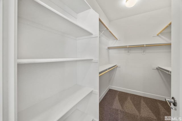 walk in closet with carpet flooring