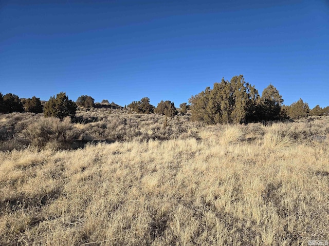 view of local wilderness