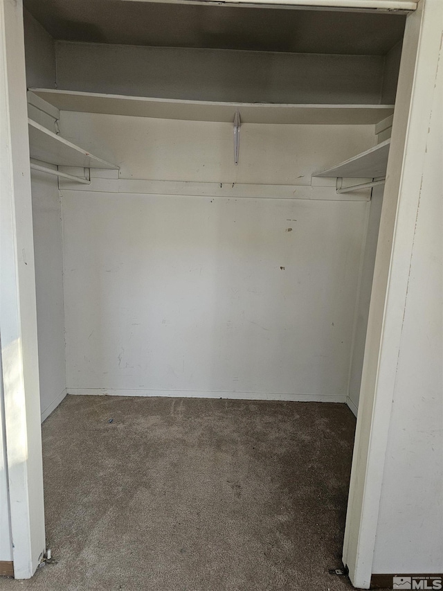 spacious closet featuring carpet floors