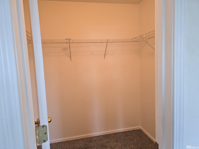 walk in closet featuring carpet floors