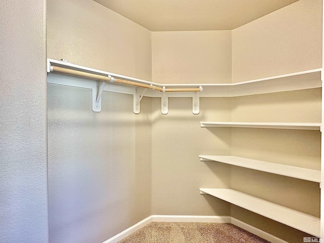 spacious closet featuring carpet